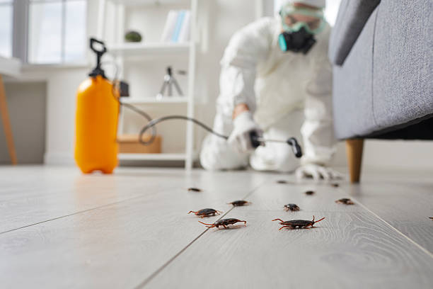 Commercial Rodent Management in Vine Hill